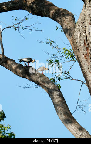 Pantanal, Mato Grosso, Brasilien, Südamerika. Zwei Buff-necked Ibis in einem Baum. Stockfoto