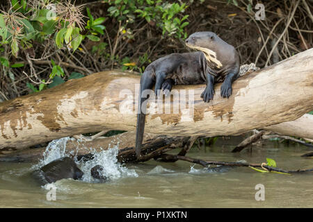 Pantanal, Matto Grosso, Brasilien, Südamerika. Giant River Otter liegend auf ein Protokoll, während andere in den Fluss neben dem Spielen. Stockfoto