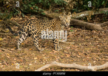 Pantanal, Mato Grosso, Brasilien, Südamerika. Jaguar am Ufer auf der Suche nach Nahrung. Stockfoto