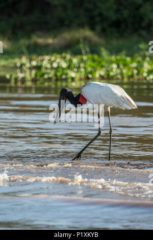 Pantanal, Mato Grosso, Brasilien, Südamerika. Jabiru Waten in den Untiefen der Cuiaba River, auf der Suche nach Essen. Stockfoto