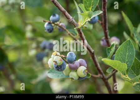Reifen Heidelbeeren zu einem organischen Berry Farm in Broken Arrow, Oklahoma. (USA) Stockfoto
