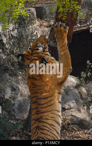 Royal Bengal Tiger, New Delhi, Indien - 3. April 2018: ein Royal Bengal Tiger (Panthera tigris tigris) einen Baum an National Zoological Park, Neue verkratzen Stockfoto