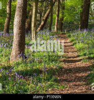 Sunlit Path durch bunte blauen Teppich der Blüte bluebells unter Bäume im Frühling - Middleton Woods, Ilkley, West Yorkshire, England, UK. Stockfoto