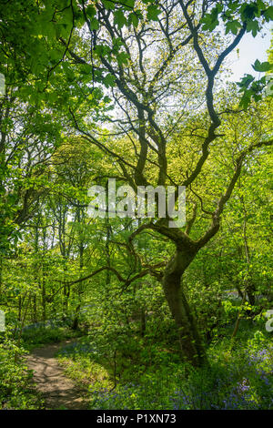 Dramatische Form von twisted Zweige eines Baumes mit blühenden Bluebells in Wäldern im Frühling - Middleton Woods, Ilkley, West Yorkshire, England, UK. Stockfoto