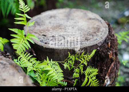 Natur Holz Trunk mit grünem Farn Stockfoto