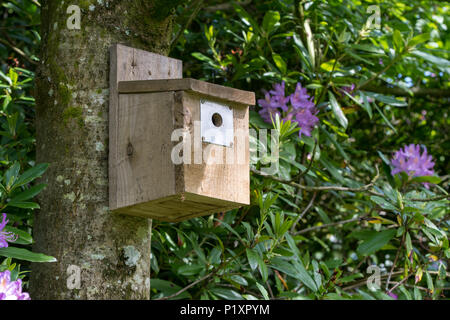 Holz- Nistkasten auf Baum im Garten, Schottland, Großbritannien. Stockfoto