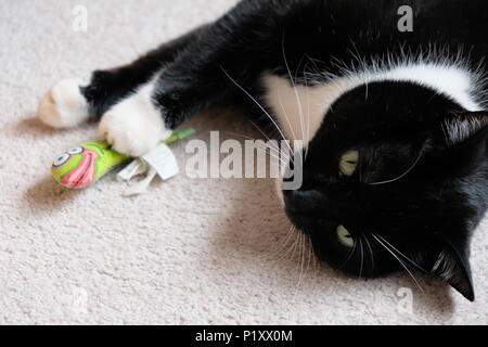 Schwarze und weiße Katze drinnen entspannen Stockfoto