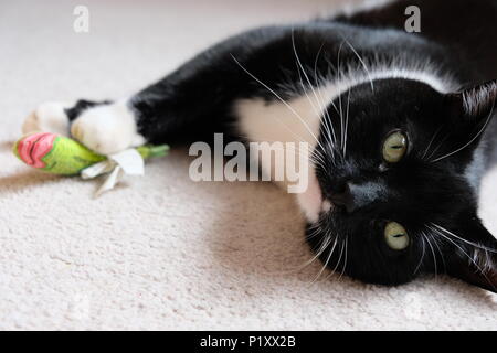 Schwarze und weiße Katze drinnen entspannen Stockfoto