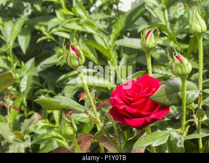 Rote frische Rosen auf Büsche in den Garten Stockfoto