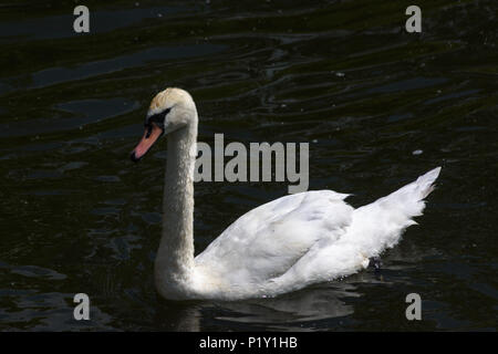 Junger Höckerschwan eines der letzten Jahre cygnets Schwimmen auf der Bristol Avon in Bradford on Avon Stockfoto