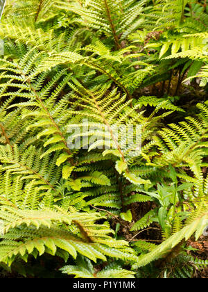Junge gelb grün bipinnate Wedel der japanischen Quaste Farn, Polystichum polyblepharum Stockfoto