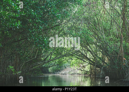 Mangrovenwälder und flachen Gewässern in einer tropischen Insel. Stockfoto