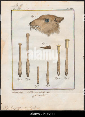 . Tragulus Pygmaeus-kop en poten. Zwischen 1700 und 1880 307 Tragulus Pygmaeus-kop en poten- 1700-1880 - Drucken - Iconographia Zoologica - Sondersammlungen Universität Amsterdam - UBA01 IZ 21500174 Stockfoto