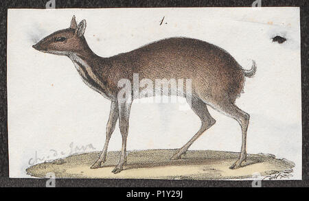 . Tragulus javanicus. Zwischen 1700 und 1880 307 Tragulus javanicus - 1700-1880 - Drucken - Iconographia Zoologica - Sondersammlungen Universität Amsterdam - UBA01 IZ 21500194 Stockfoto