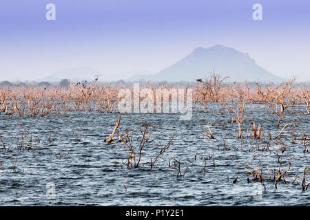 Verdorrten Baum Zweig in den See Blick in die Natur mit mountin in Sri Lanka National Park/ Stockfoto