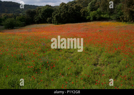 Leuchtend rote Mohnblumen in Wilde Blumenwiese Stockfoto
