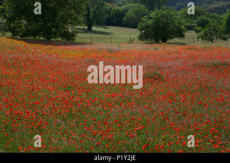 Leuchtend rote Mohnblumen in Wilde Blumenwiese Stockfoto