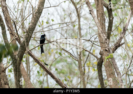 Schwarz drongo Vogel Stockfoto