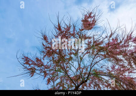 Wunderschöne Blüte Blüte in den Judas Baum auf Sardinien in Italien im Frühling Stockfoto