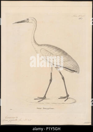 . Grus leucogeranus. Zwischen 1700 und 1880 142 Grus leucogeranus - 1700-1880 - Drucken - Iconographia Zoologica - Sondersammlungen Universität Amsterdam - UBA01 IZ 17300107 Stockfoto