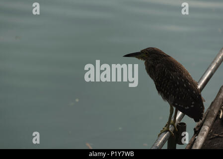 Vögel in Feuchtgebieten Stockfoto