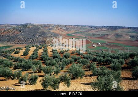 In der Nähe von Montiel, Olivenbäume Landschaft. Stockfoto