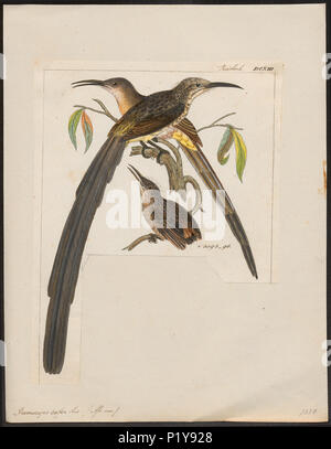 . Promerops cafer. Zwischen 1820 und 1860 270 Promerops cafer - 1820-1860 - Drucken - Iconographia Zoologica - Sondersammlungen Universität Amsterdam - UBA01 IZ 19000295 Stockfoto