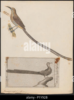 . Promerops cafer. Zwischen 1700 und 1880 270 Promerops cafer - 1700-1880 - Drucken - Iconographia Zoologica - Sondersammlungen Universität Amsterdam - UBA01 IZ 19000299 Stockfoto