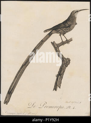 . Promerops cafer. 1802 270 Promerops cafer - 1802 - Drucken - Iconographia Zoologica - Sondersammlungen Universität Amsterdam - UBA01 IZ 19000301 Stockfoto