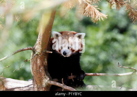 China. Provinz Yunnan. Rotbraun - Kleiner Panda (Ailurus fulgens) in einen Baum. Stockfoto