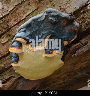 Fomitopsis pinicola Pilz, bekannt als roter Gürtel conk Stockfoto
