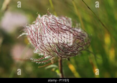 Haarige Früchte der Geum montanum / alpine avens Stockfoto