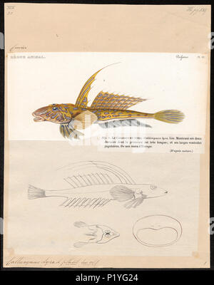 . Callionymus Lyra. Zwischen 1700 und 1880 47 Callionymus Lyra - 1700-1880 - Drucken - Iconographia Zoologica - Sondersammlungen Universität Amsterdam - UBA01 IZ 13600119 Stockfoto