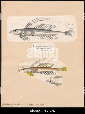 . Callionymus Lyra. Zwischen 1700 und 1880 47 Callionymus Lyra - 1700-1880 - Drucken - Iconographia Zoologica - Sondersammlungen Universität Amsterdam - UBA01 IZ 13600121 Stockfoto