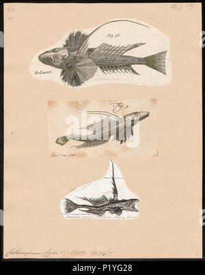 . Callionymus Lyra. Zwischen 1700 und 1880 47 Callionymus Lyra - 1700-1880 - Drucken - Iconographia Zoologica - Sondersammlungen Universität Amsterdam - UBA01 IZ 13600123 Stockfoto