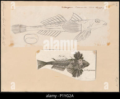 . Callionymus Lyra. Zwischen 1700 und 1880 47 Callionymus Lyra - 1700-1880 - Drucken - Iconographia Zoologica - Sondersammlungen Universität Amsterdam - UBA01 IZ 13600125 Stockfoto