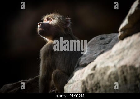 Eine junge, in Gefangenschaft Hamadryas baboon in einem Zoo in Australien geboren. In der Wildnis, die Sie im Horn von Afrika und der arabischen Halbinsel zu finden sind. Stockfoto