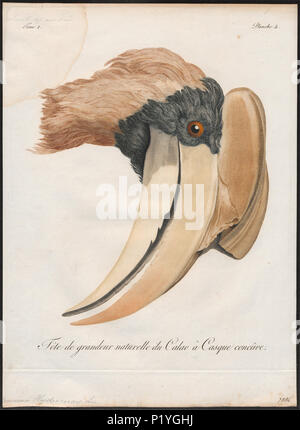 45 Buceros hydrocorax-kop - 1801 - Drucken - Iconographia Zoologica - Sondersammlungen Universität Amsterdam - UBA01 IZ 19300171 Stockfoto