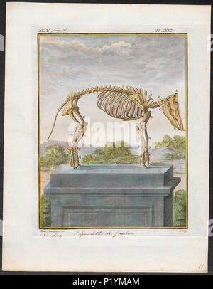 . Sus scrofa domestica - skelet. Zwischen 1700 und 1880 299 Sus scrofa domestica - skelet - 1700-1880 - Drucken - Iconographia Zoologica - Sondersammlungen Universität Amsterdam - UBA01 IZ 21900151 Stockfoto