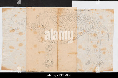 190 Mastodon giganteum - skelet - 1700-1880 - Drucken - Iconographia Zoologica - Sondersammlungen Universität Amsterdam - UBA01 IZ 22000021 Stockfoto