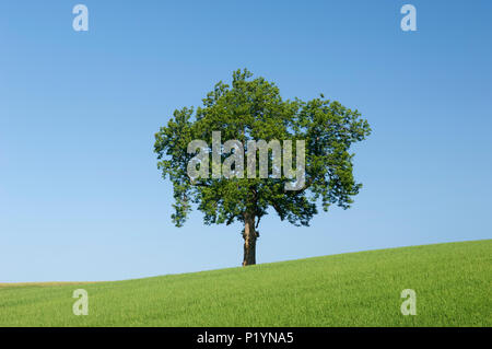 Einzelnen Baum im grünen Feld, gegen ein strahlend blauer Himmel - Schottland, Großbritannien. Stockfoto