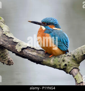 Eisvogel (Alcedo atthis) erwachsenen Mann mit schmutzigen Schnabel, Ausruhen nach Graben sein Nest hole, thront auf einem Zweig in der Nähe über Wasser, Wildnis, Europa Stockfoto