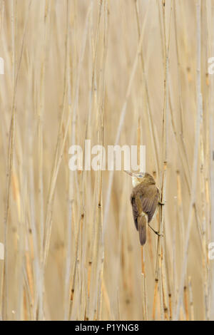 Schilfrohrsänger (Acrocephalus schoenobaenus) auf ein Rohr Stammzellen gehockt, Schilfrohr, typischen kleinen Wetland Bird, Wild, Europa. Stockfoto