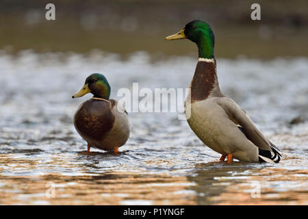 Mallard/Wild Duck (Anas platyrhynchos), zwei Erpel, Männer ruht, stehend im flachen Wasser, aufmerksam beobachten, Wildlife, Europa. Stockfoto