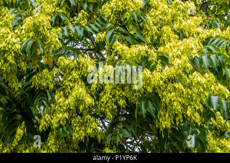 Frankreich, Paris 19, Parc des Buttes-Chaumont, pterocarya Baum im Herbst Stockfoto