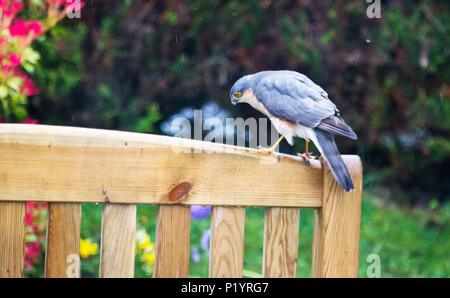 Eine europäische Sperber, Accipiter Nisus in einem Garten in Ambleside, Großbritannien. Stockfoto