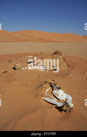 Sultanat Oman Dhofar, Rub al Khali Wüste, genannt das Leere Viertel, dem größten Sand der Welt, Grenze zu Jemen und Saoudi Arabia, das Skelett eines Kamels in der ockerfarbenen Sand Stockfoto