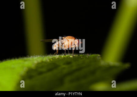 Makro Bilder von fliegenden Insekten. Stockfoto