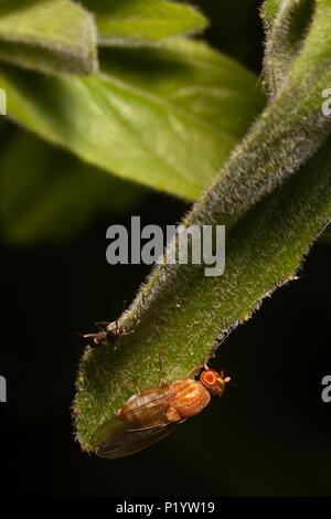 Makro Bilder von fliegenden Insekten. Stockfoto