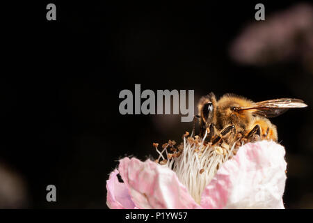 Makro von Honeybee auf berry Blossom. Kopieren Sie Platz im Rahmen Stockfoto